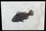 Exceptional, Priscacara Fossil Fish - Wyoming #77775-1